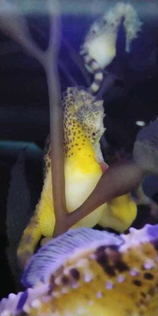 Pregnant seahorse