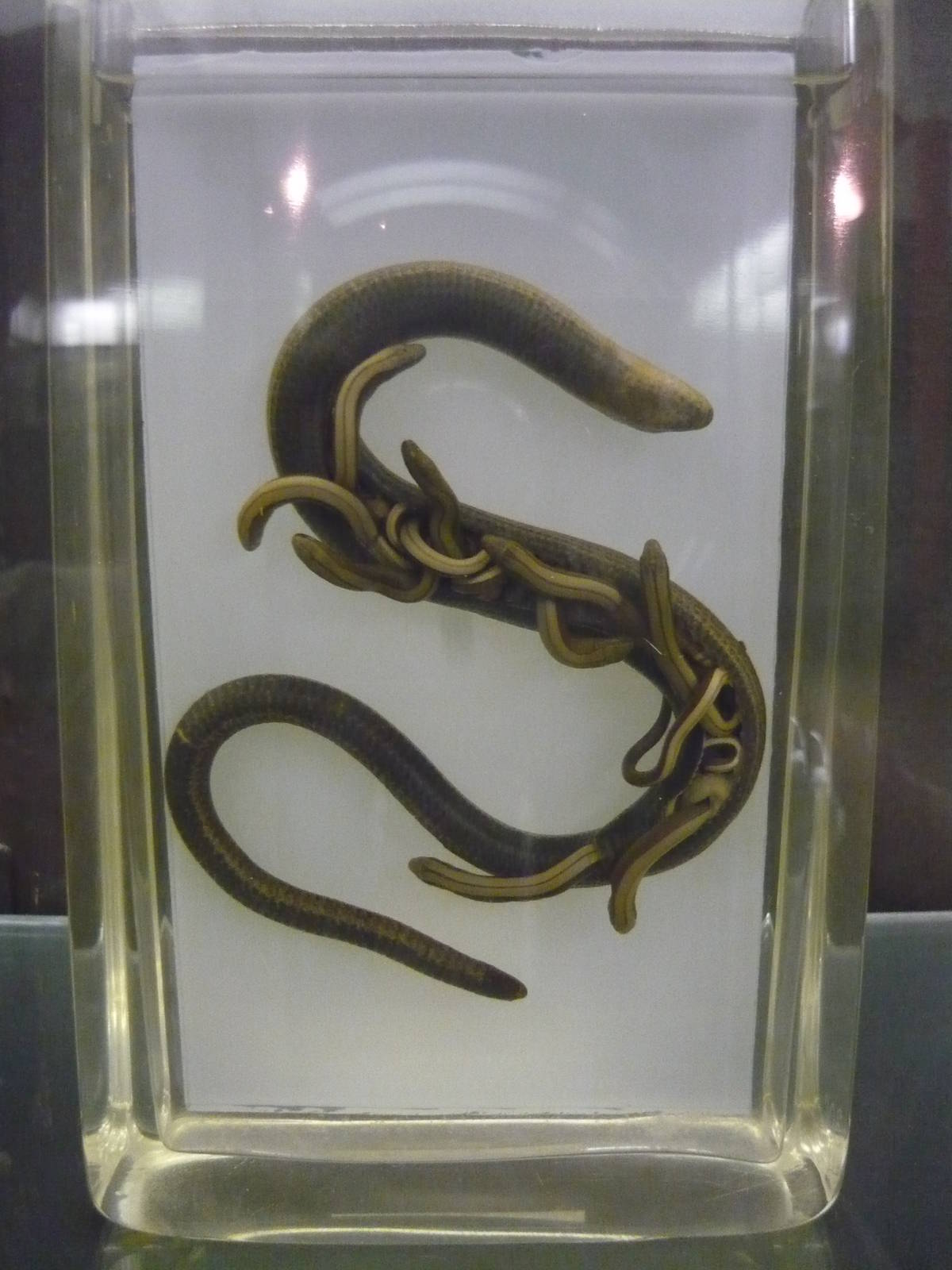 Pregnant Slow worm wet specimen