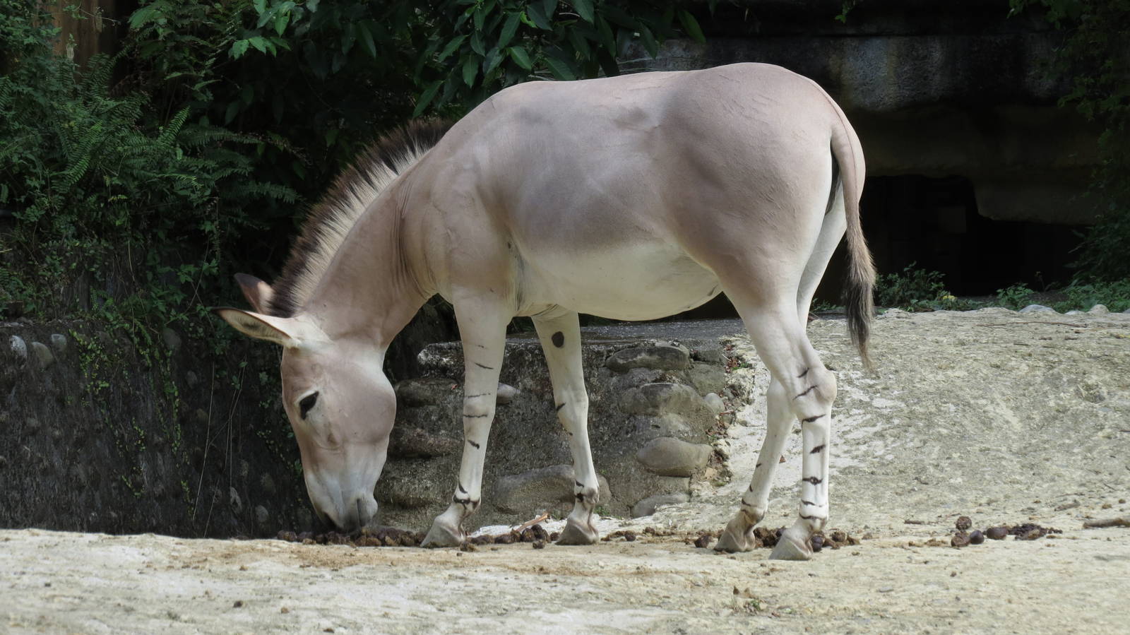 pregnant somali wild ass Gina