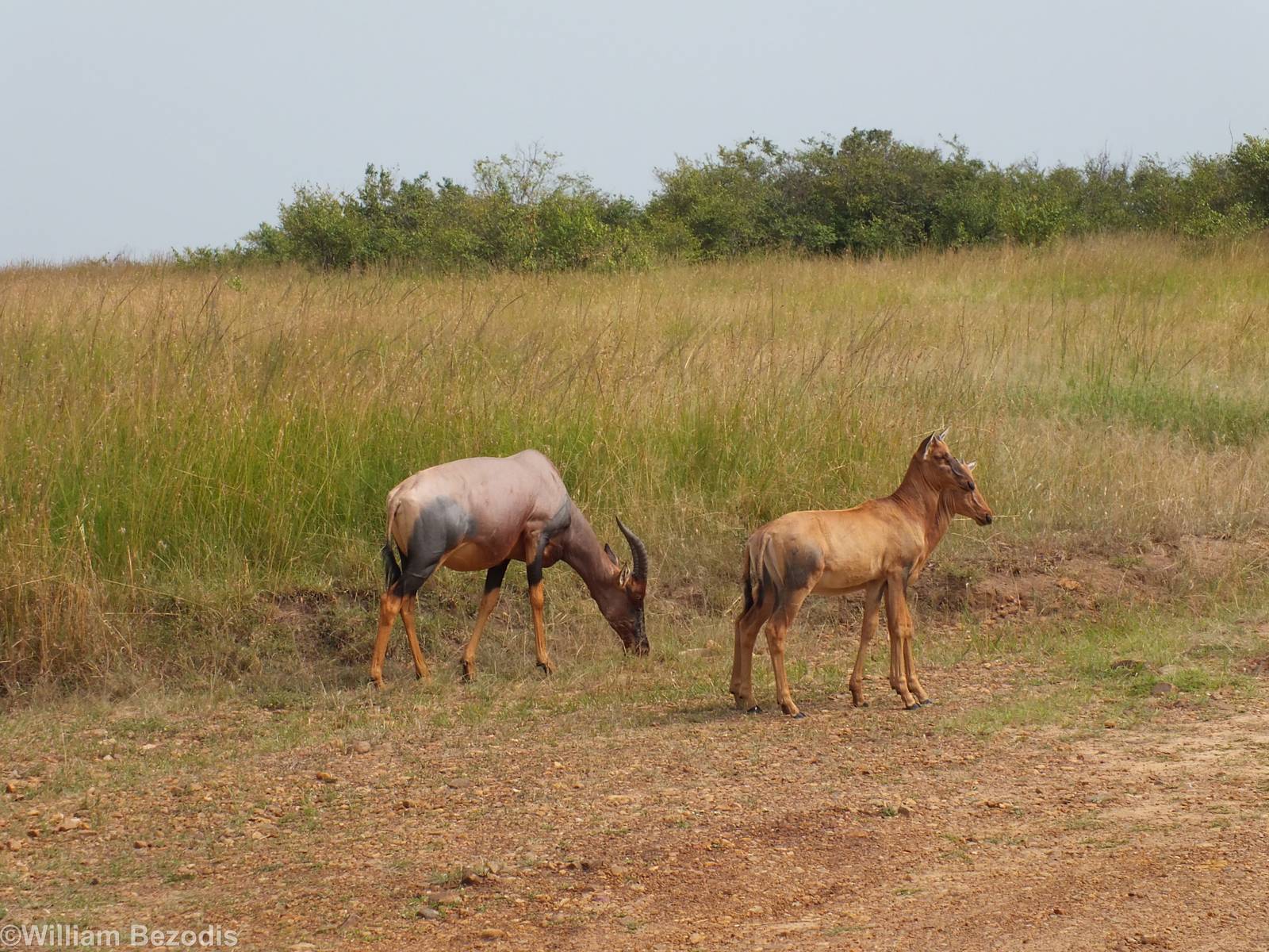 Pregnant Topi and Young - Maasai Mara