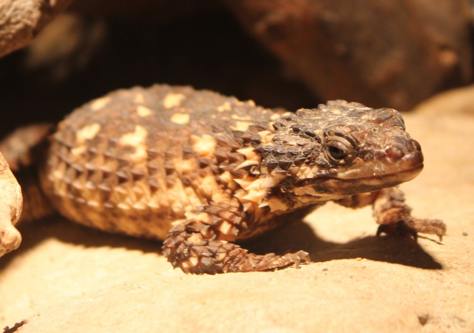 Pregnant Warren's girdled lizard
