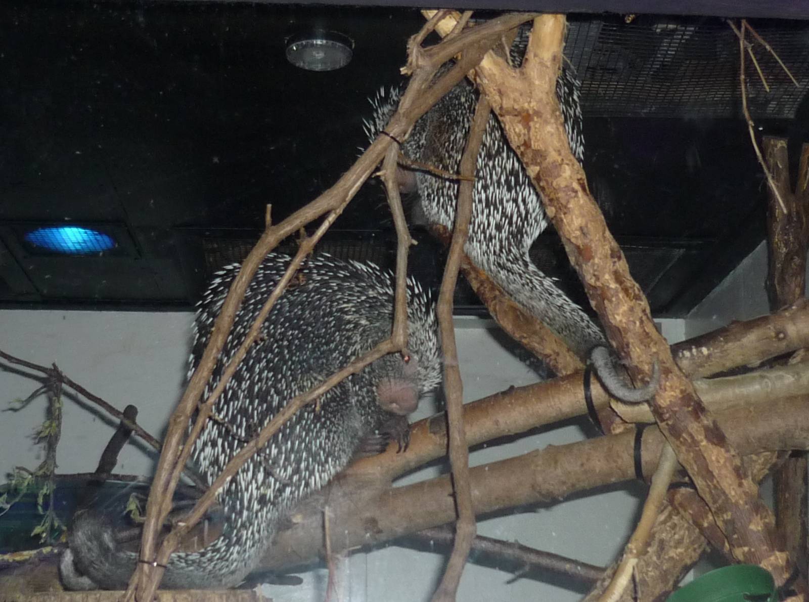 Prehensile Porcupines