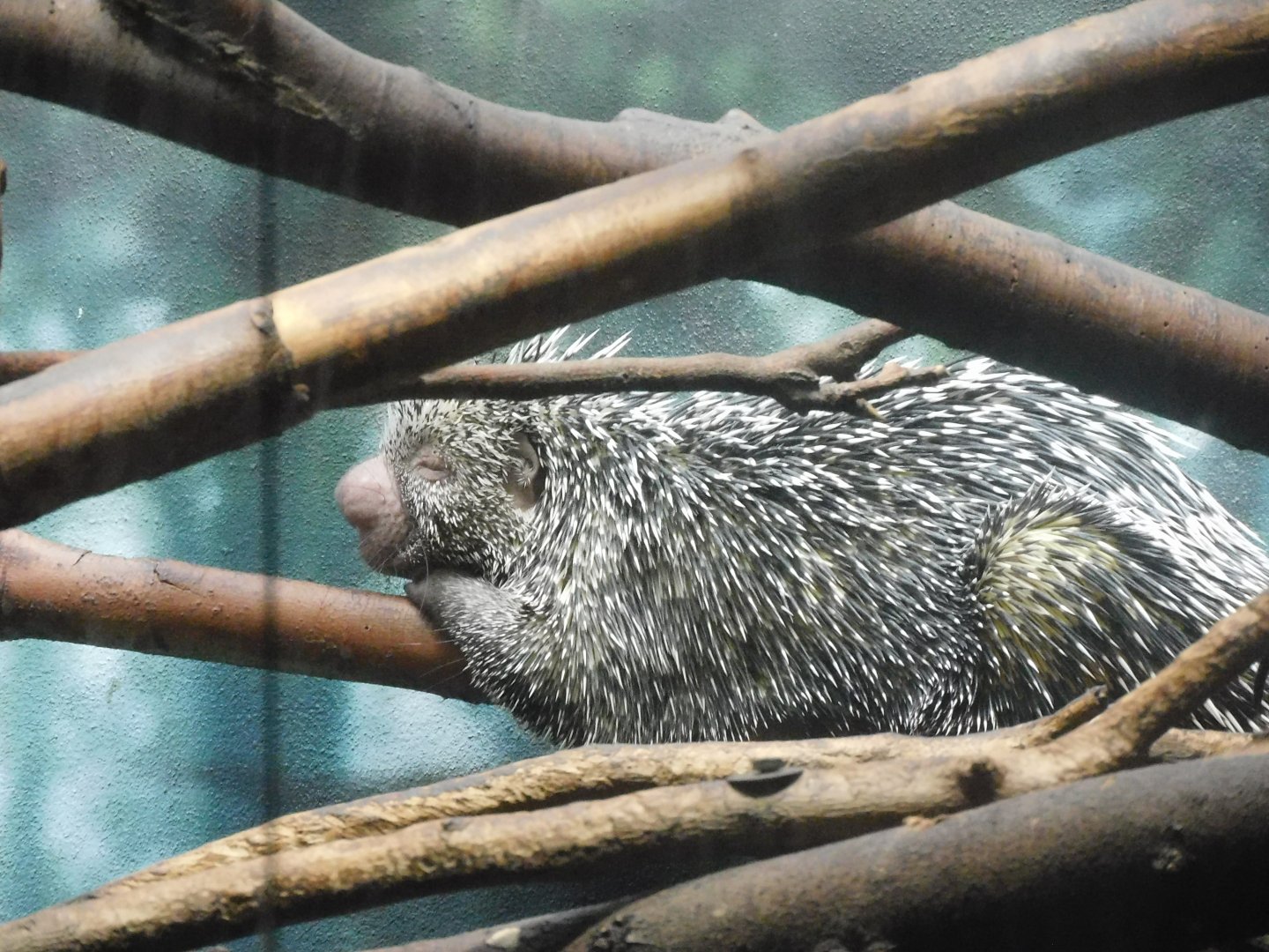 Prehensile tail porcupine