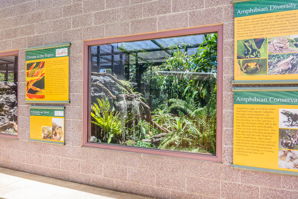 Prehensile-tail skink exhibit