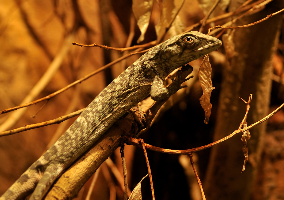 Prehensile-tailed iguana at nuremberg zoo