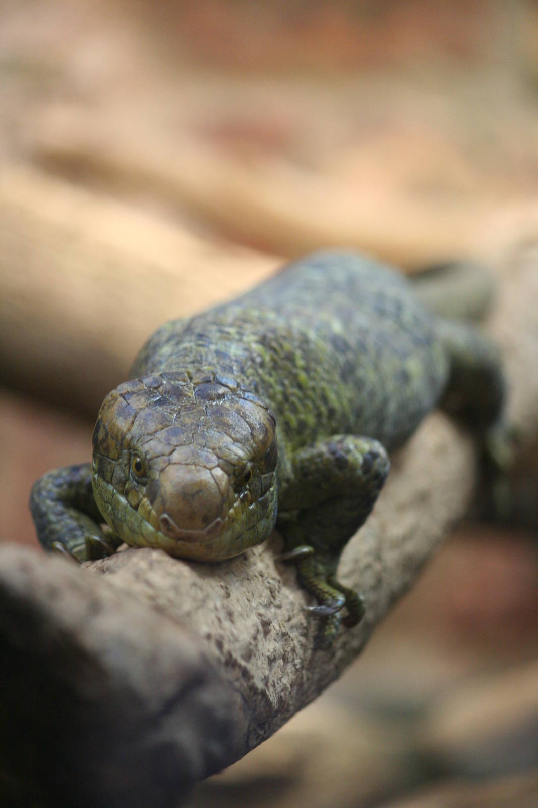 Prehensile-tailed 'Monkey' skink
