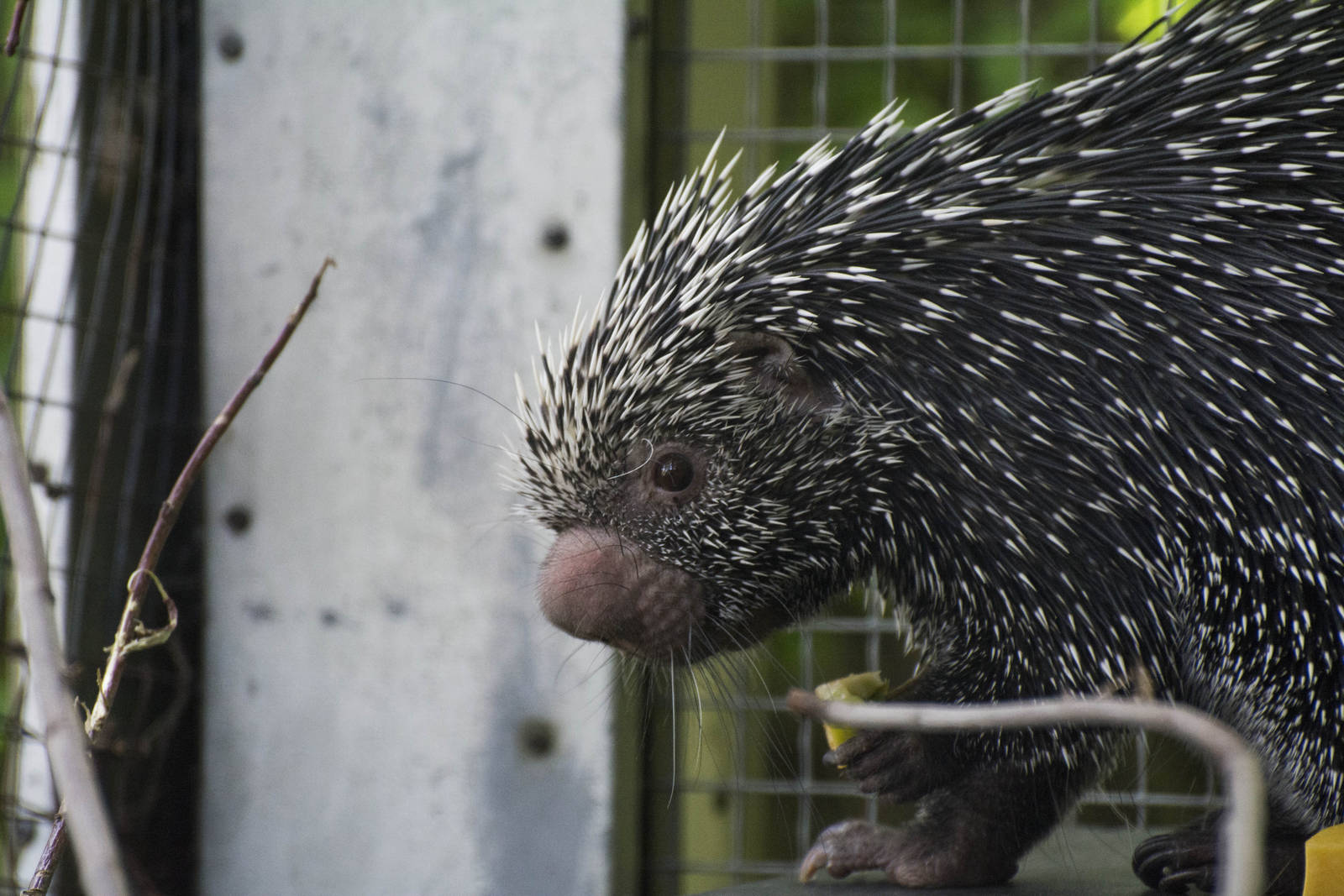 Prehensile-Tailed Porcupine 01