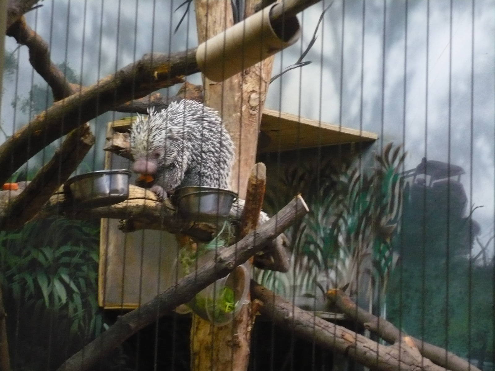 Prehensile-tailed Porcupine (2009)