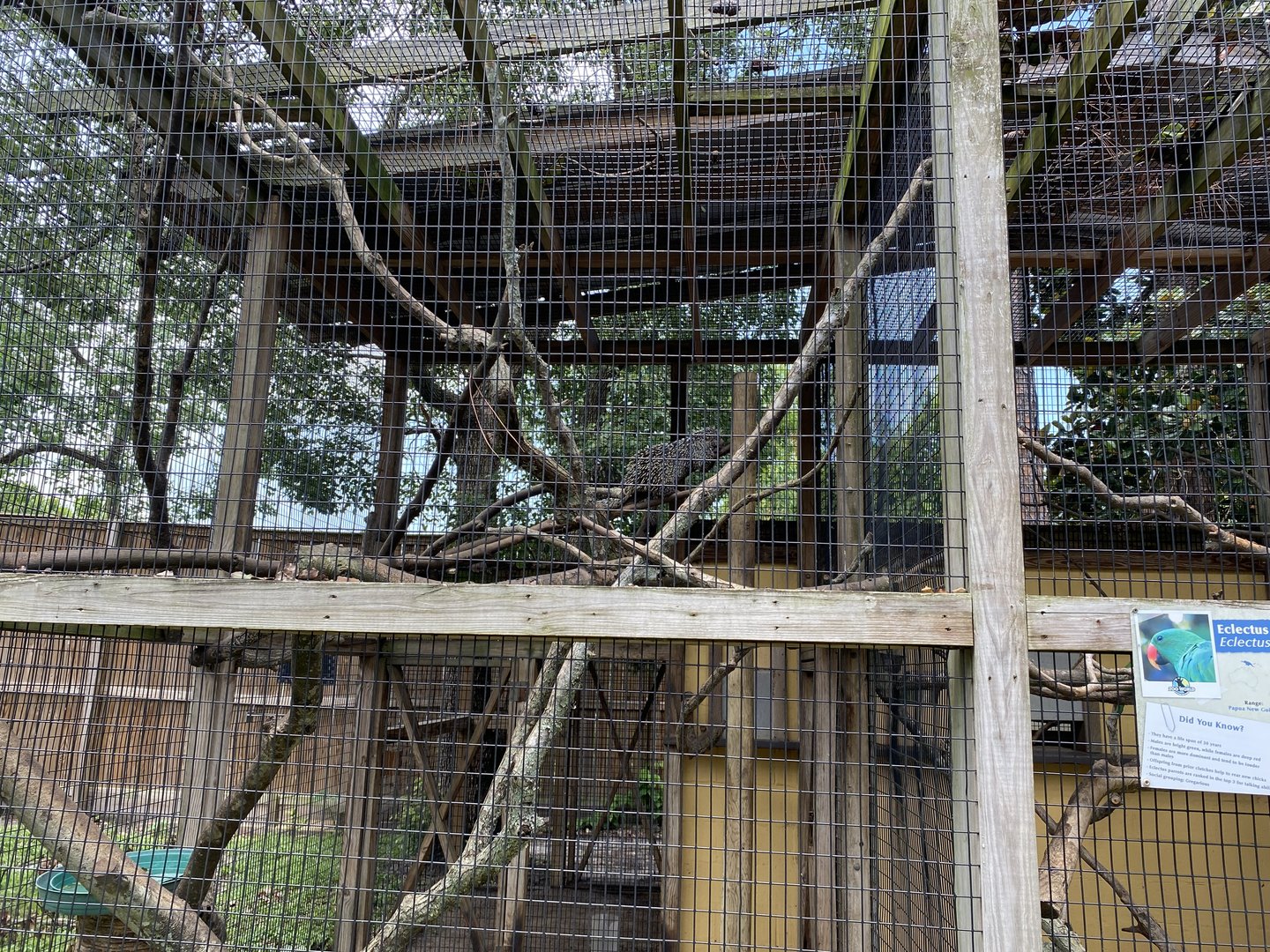 Prehensile-Tailed Porcupine - 6/22/2023