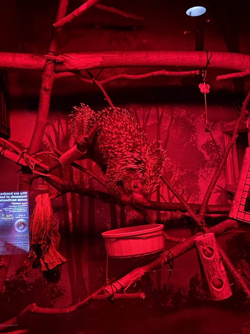 Prehensile-Tailed Porcupine (6/23/21)