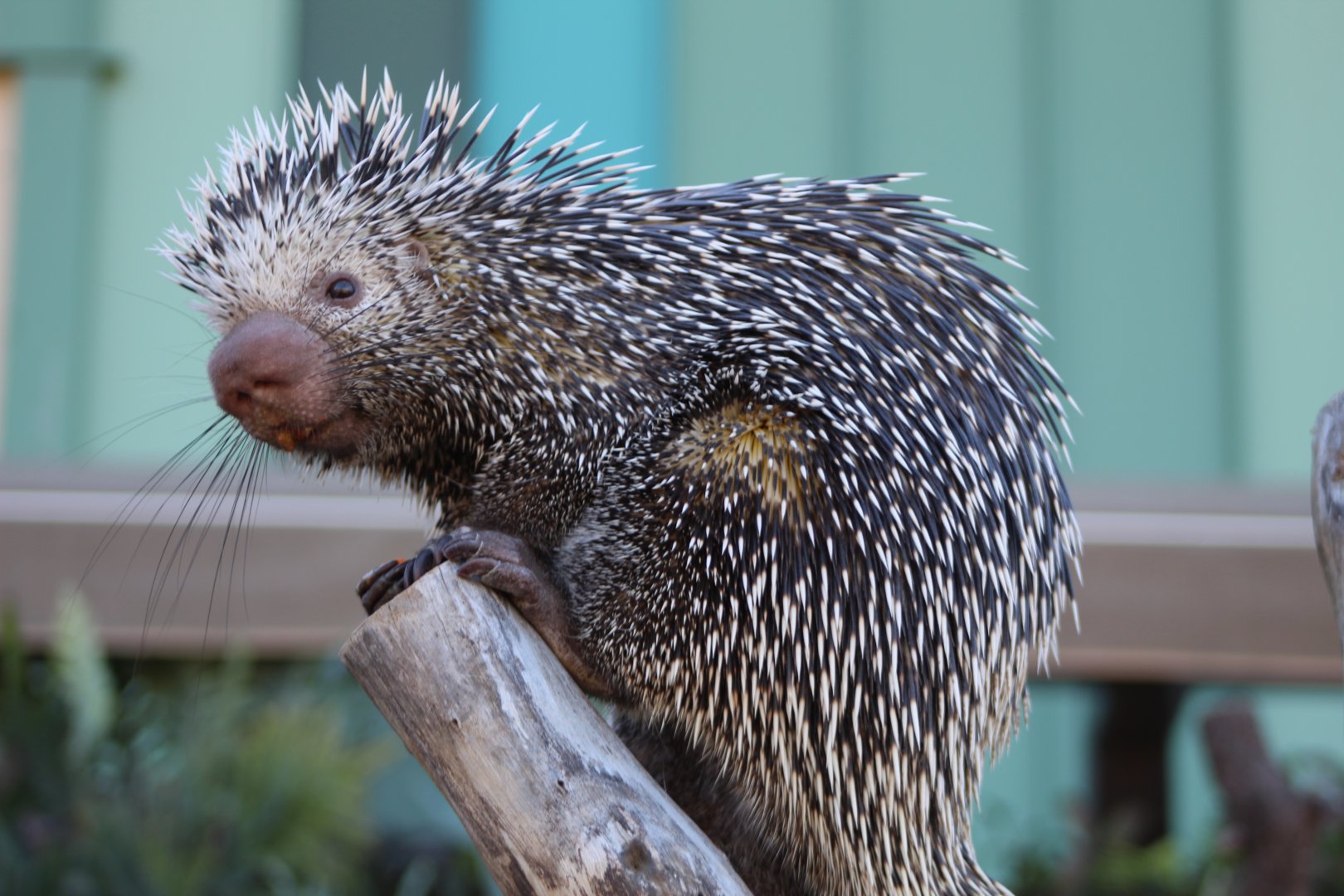 Prehensile-tailed Porcupine Ambassador