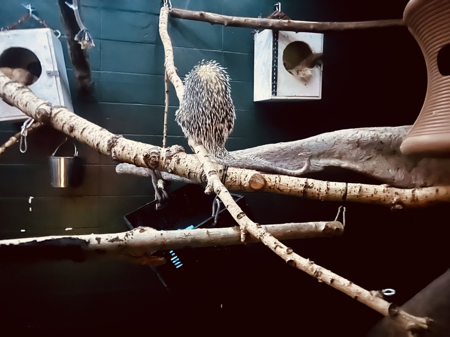 Prehensile-Tailed Porcupine and Sloths