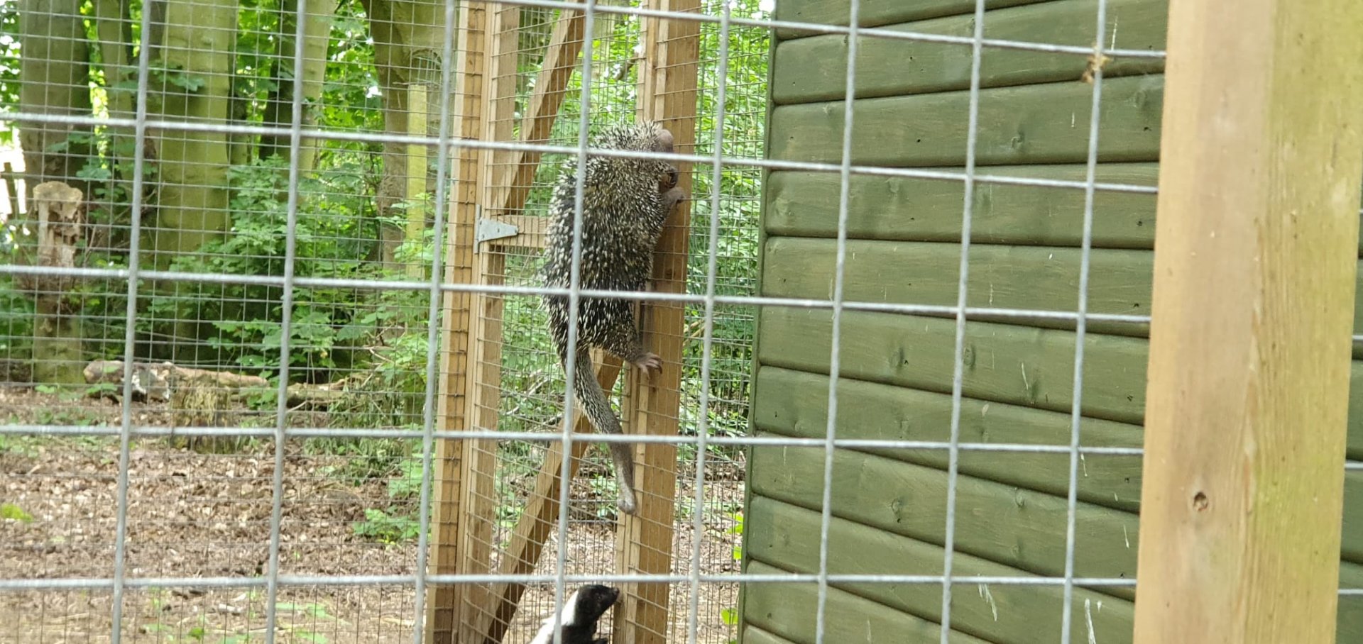 Prehensile tailed porcupine and Striped Skunk 31/5/23