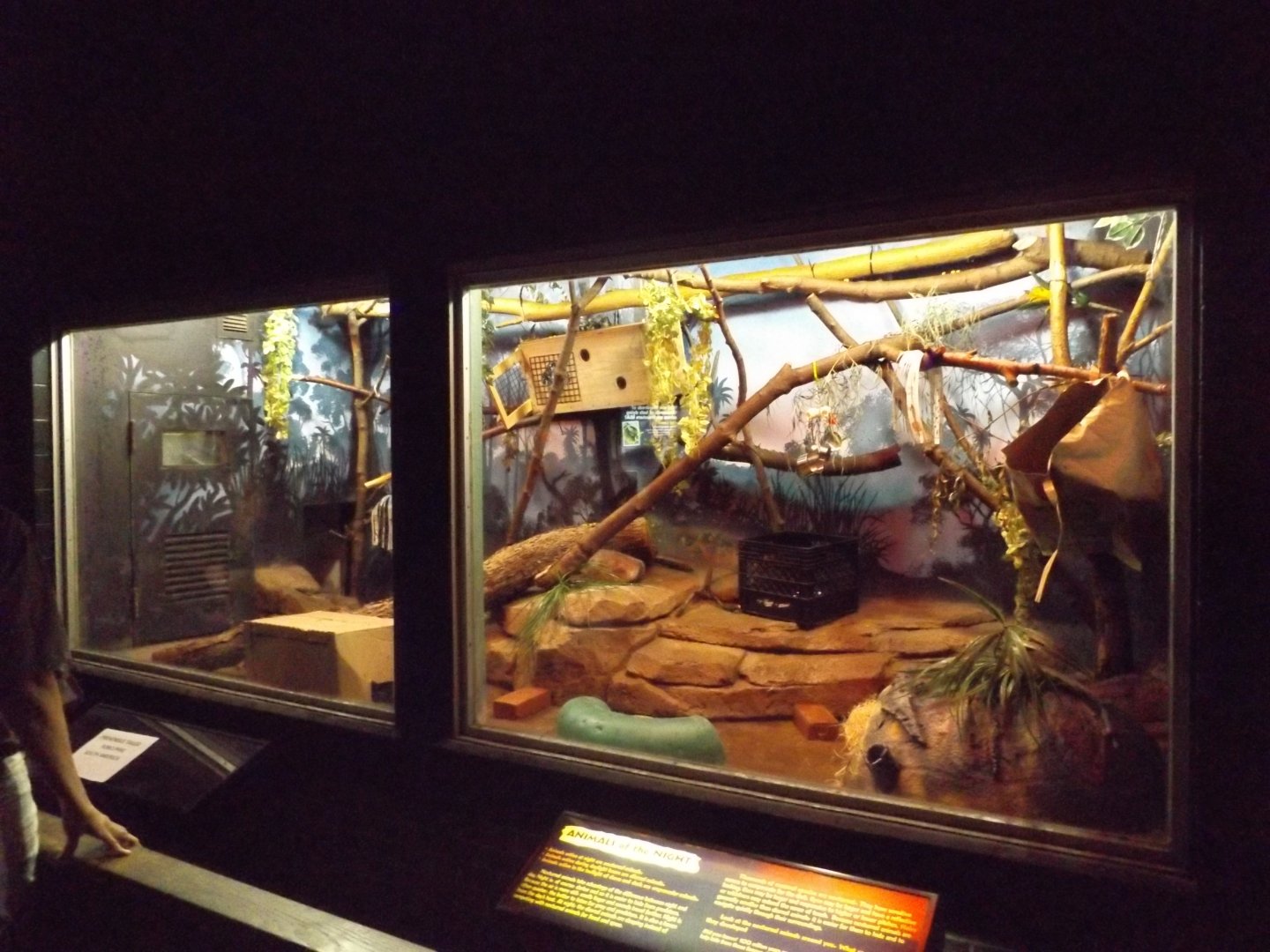 Prehensile-tailed Porcupine & Armadillo Exhibit