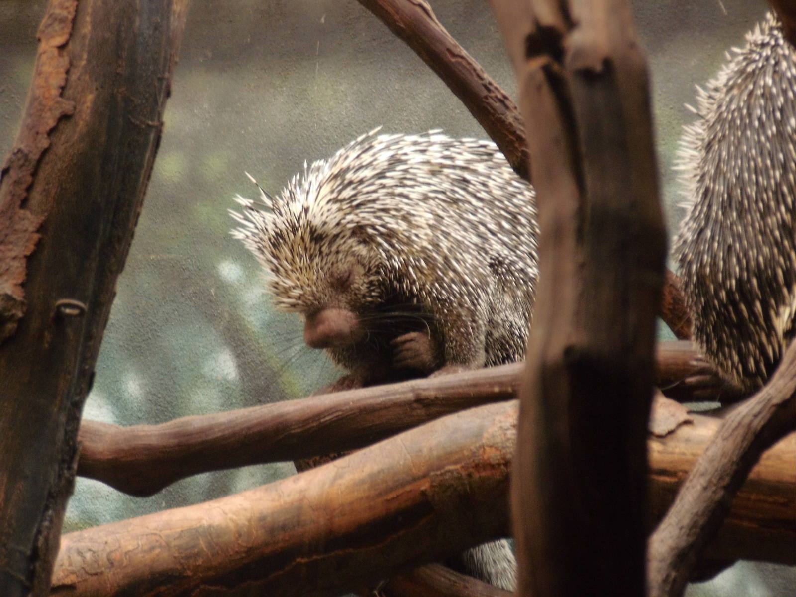 Prehensile-tailed porcupine at Philadelphia zoo 2015-03-08