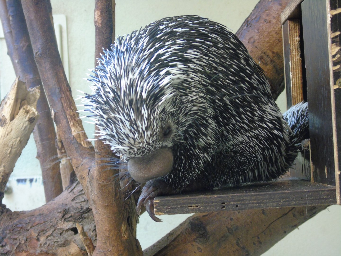Prehensile-tailed porcupine - August 2018