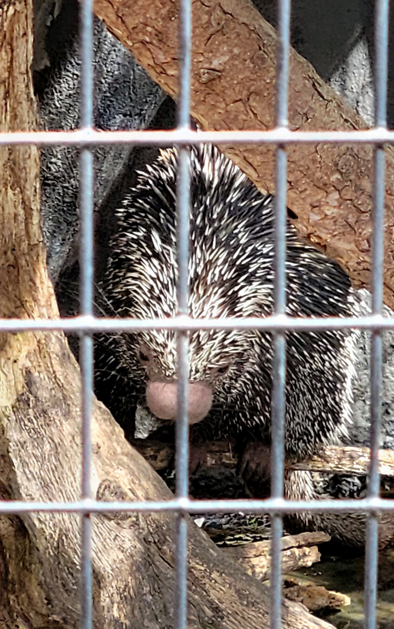 Prehensile-Tailed Porcupine - Bee City Zoo - March 2025
