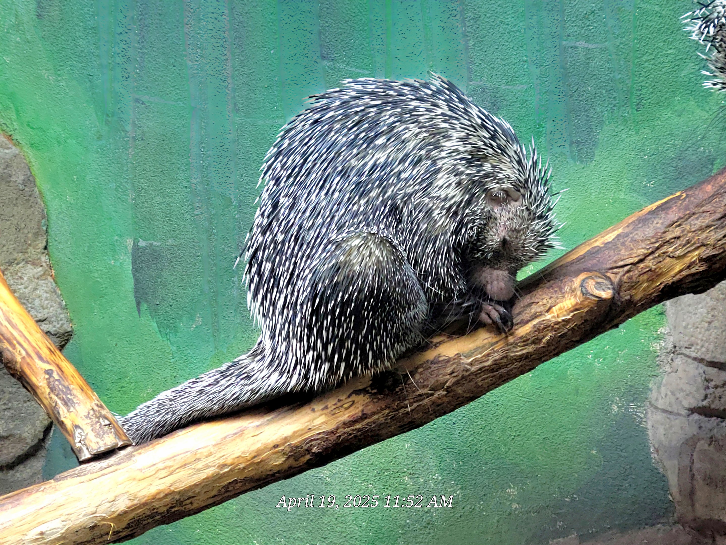 Prehensile-Tailed Porcupine-Bright's Zoo