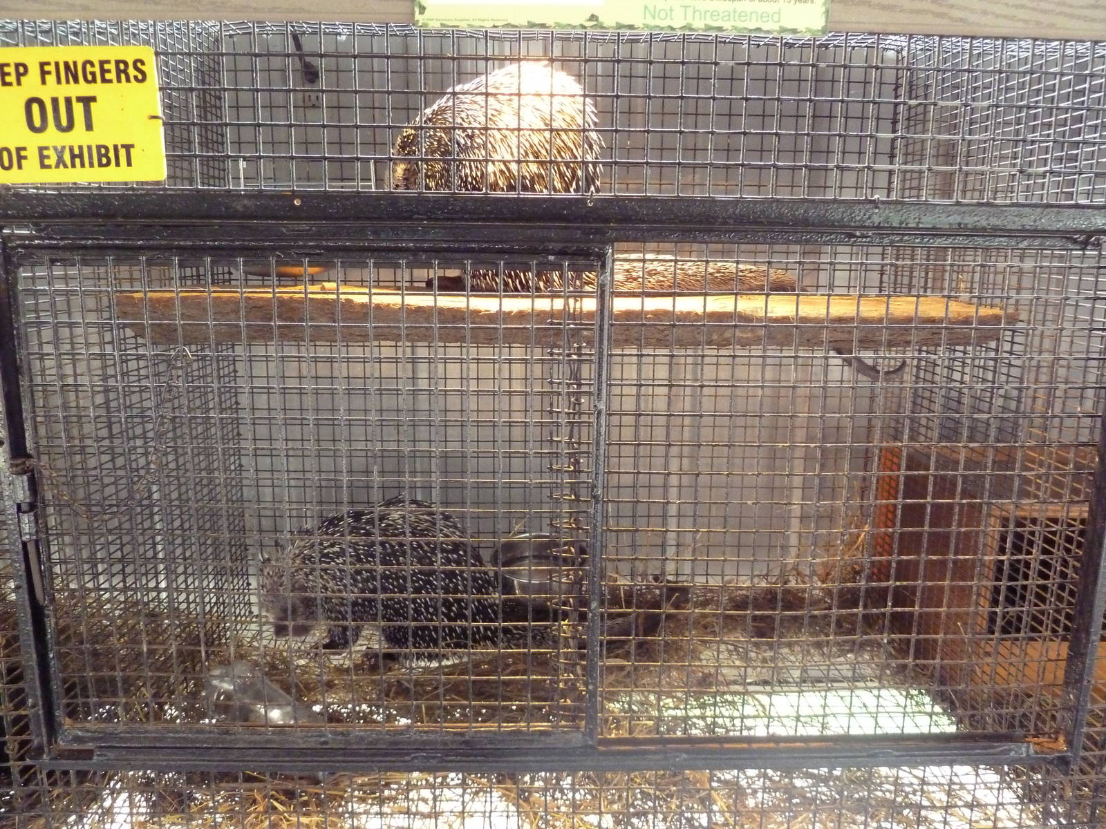 Prehensile-Tailed Porcupine Cage