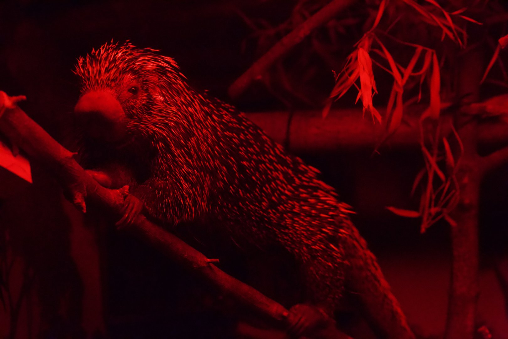 Prehensile-tailed Porcupine/ Coendou prehensilis