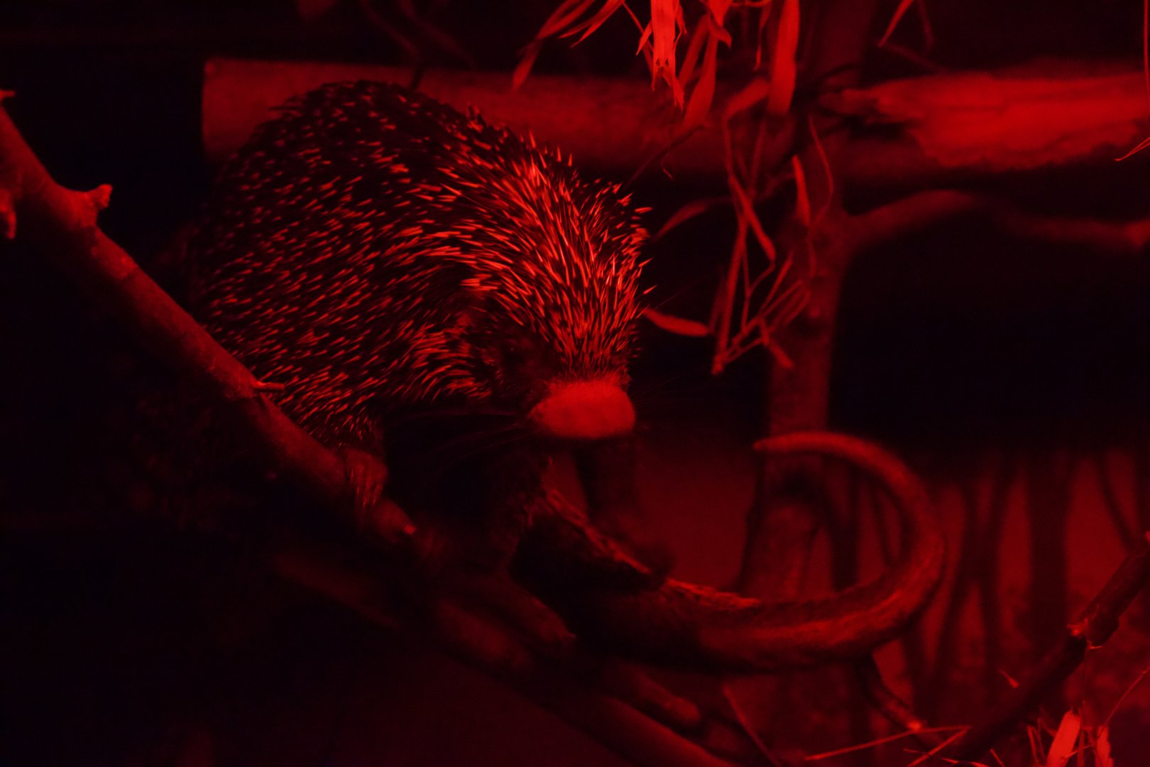 Prehensile-tailed Porcupine/ Coendou prehensilis