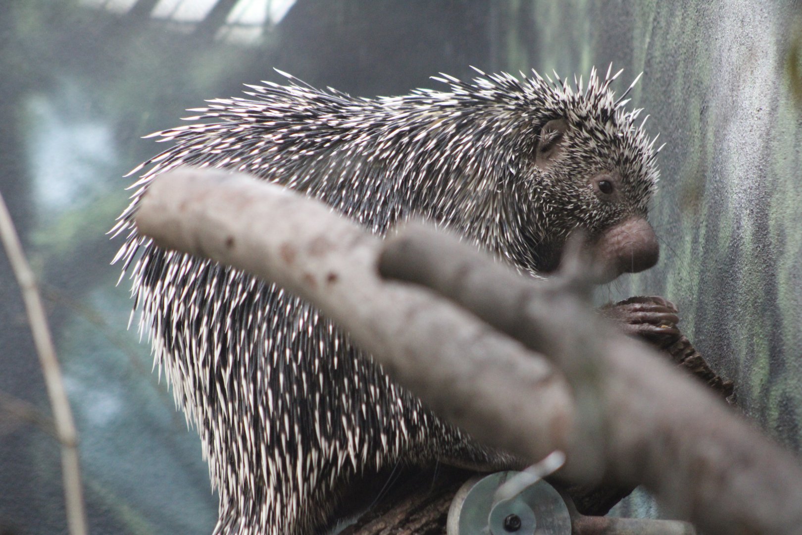 Prehensile-Tailed Porcupine (Coendu prehensilis)