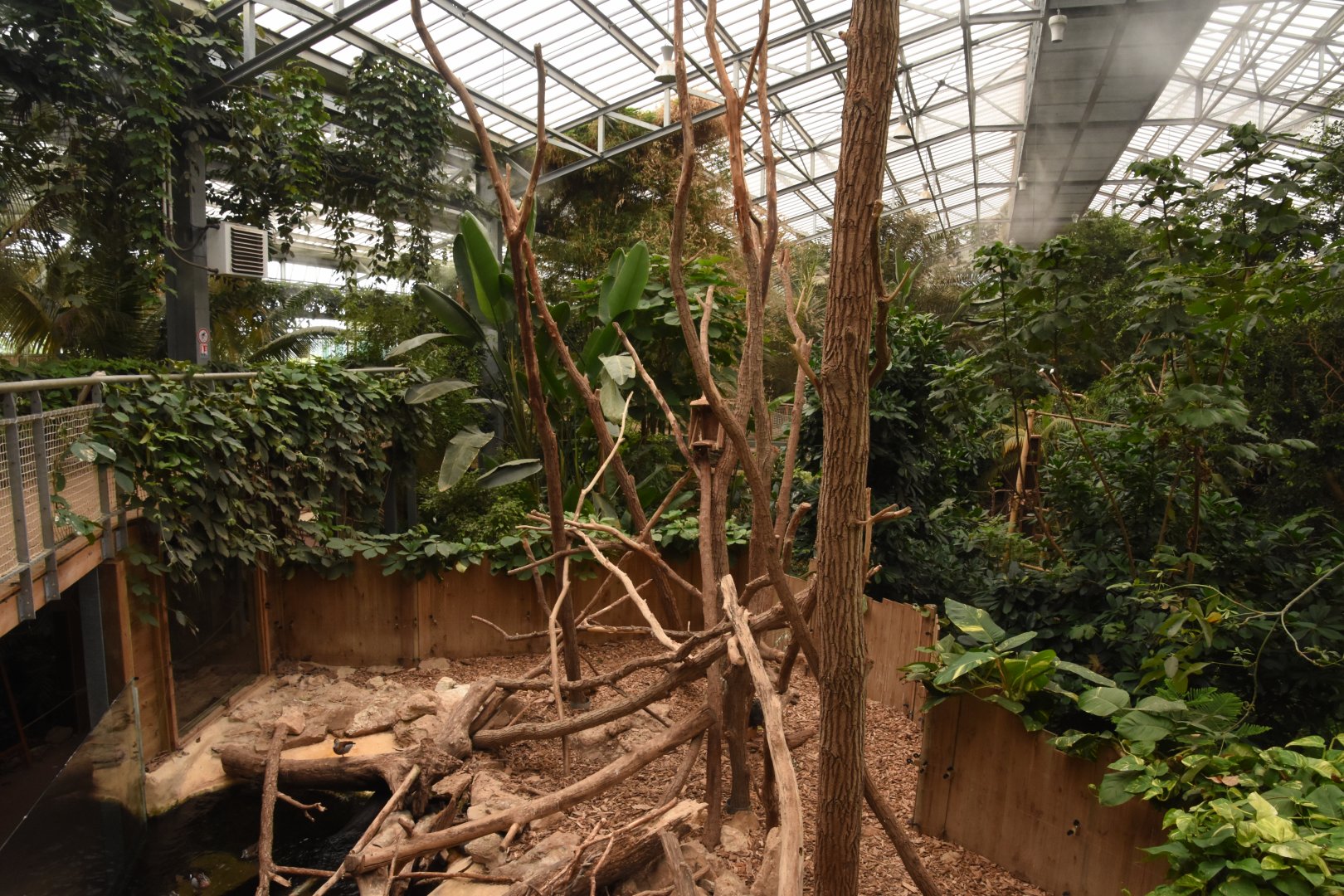 Prehensile-tailed Porcupine enclosure