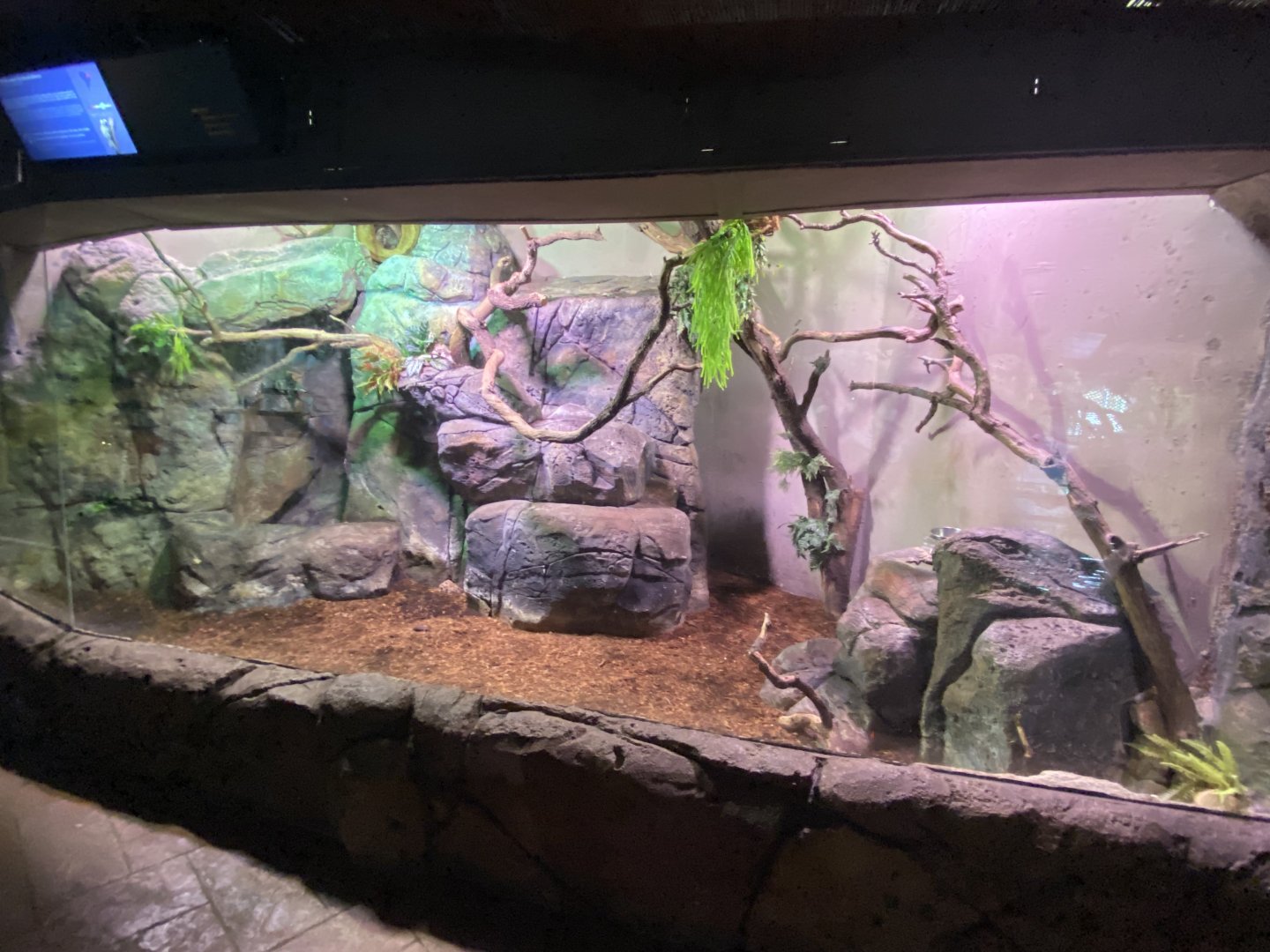 Prehensile-tailed porcupine enclosure