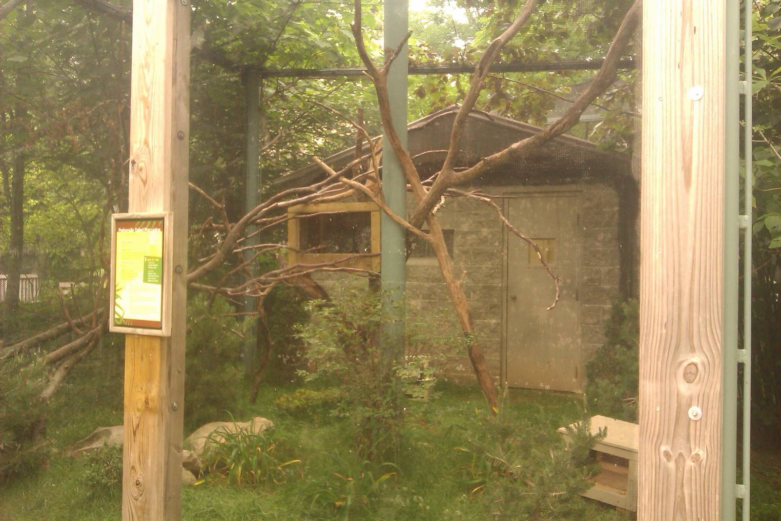 Prehensile Tailed Porcupine Exhibit