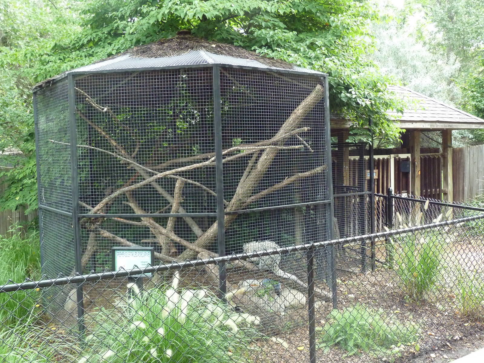 Prehensile-Tailed Porcupine Exhibit