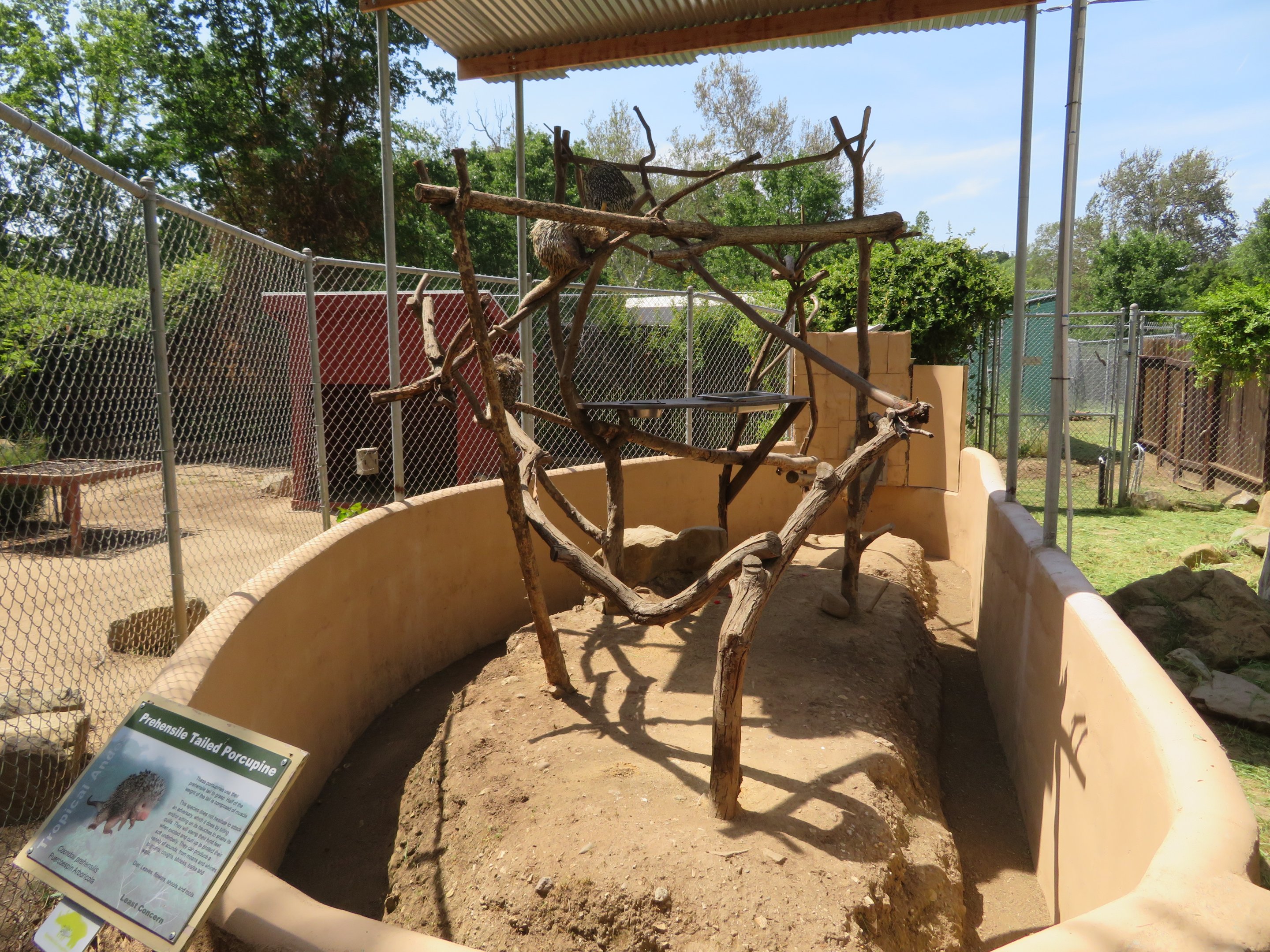 Prehensile-tailed Porcupine Exhibit