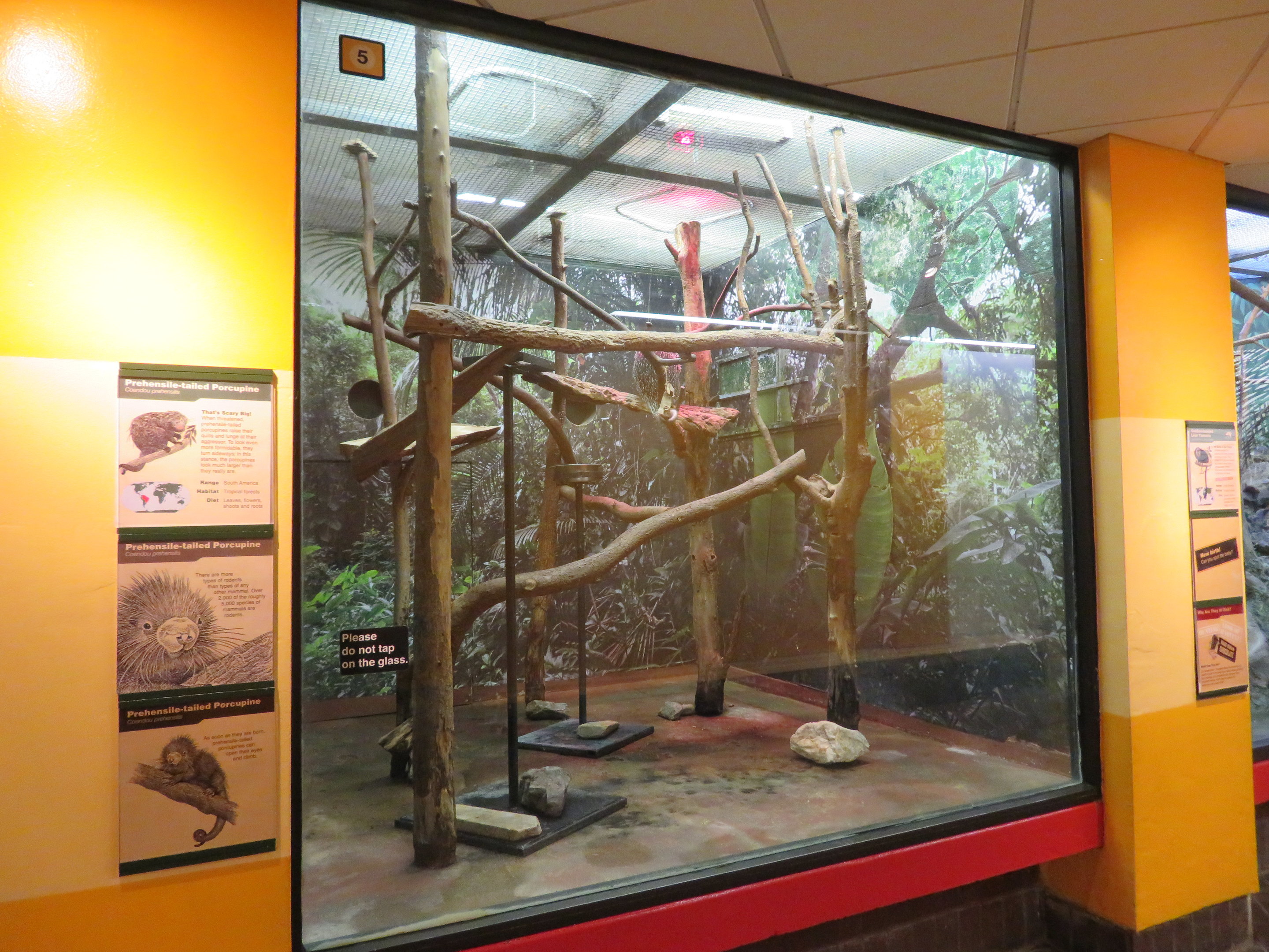 Prehensile-tailed Porcupine Exhibit