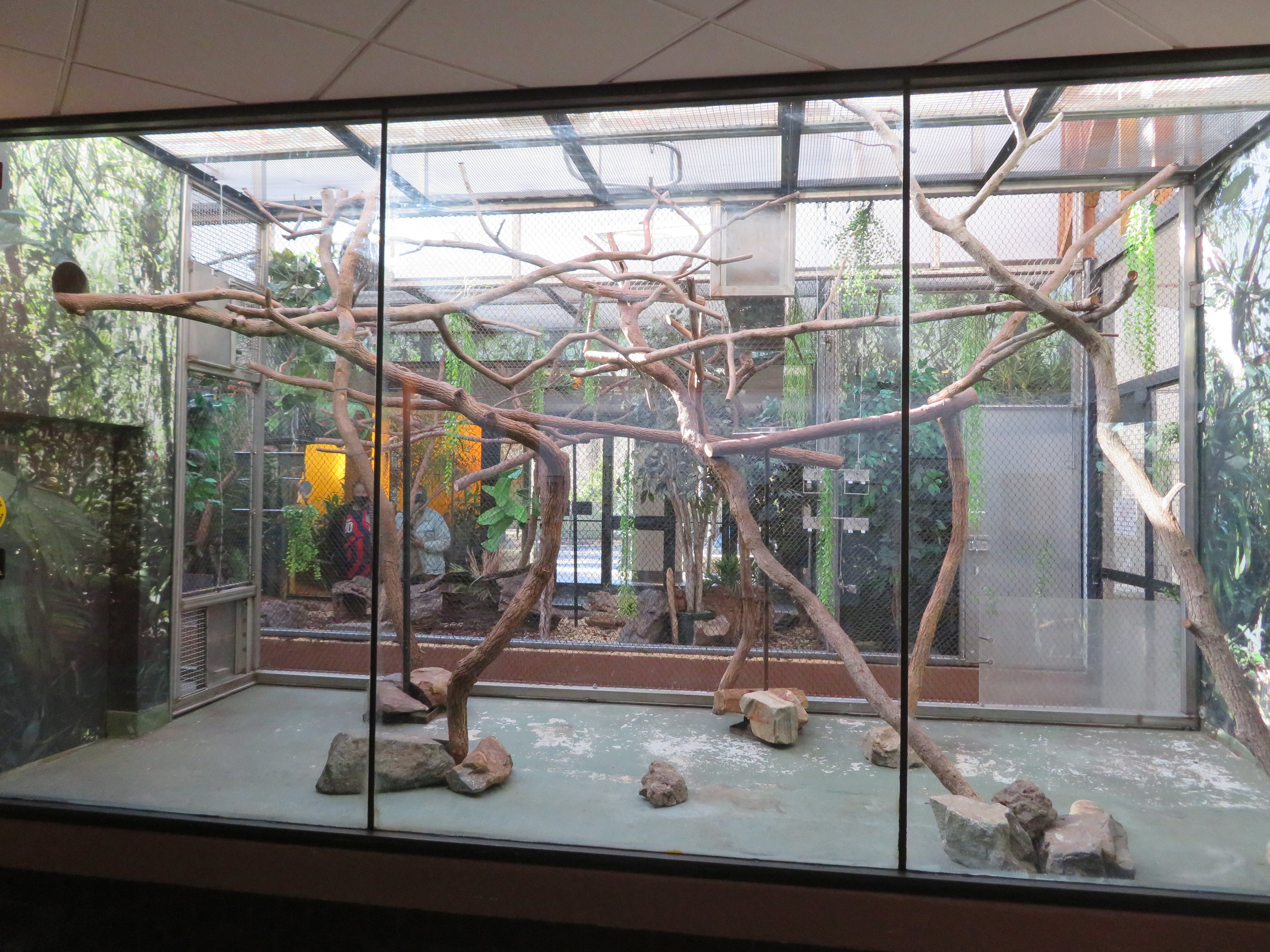 Prehensile-tailed Porcupine Exhibit