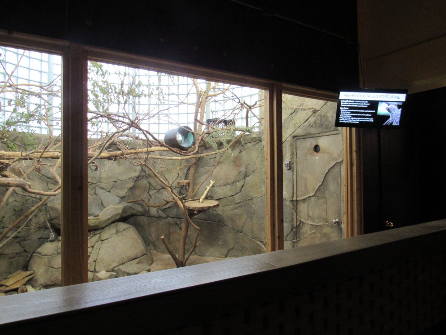 Prehensile-tailed Porcupine Exhibit