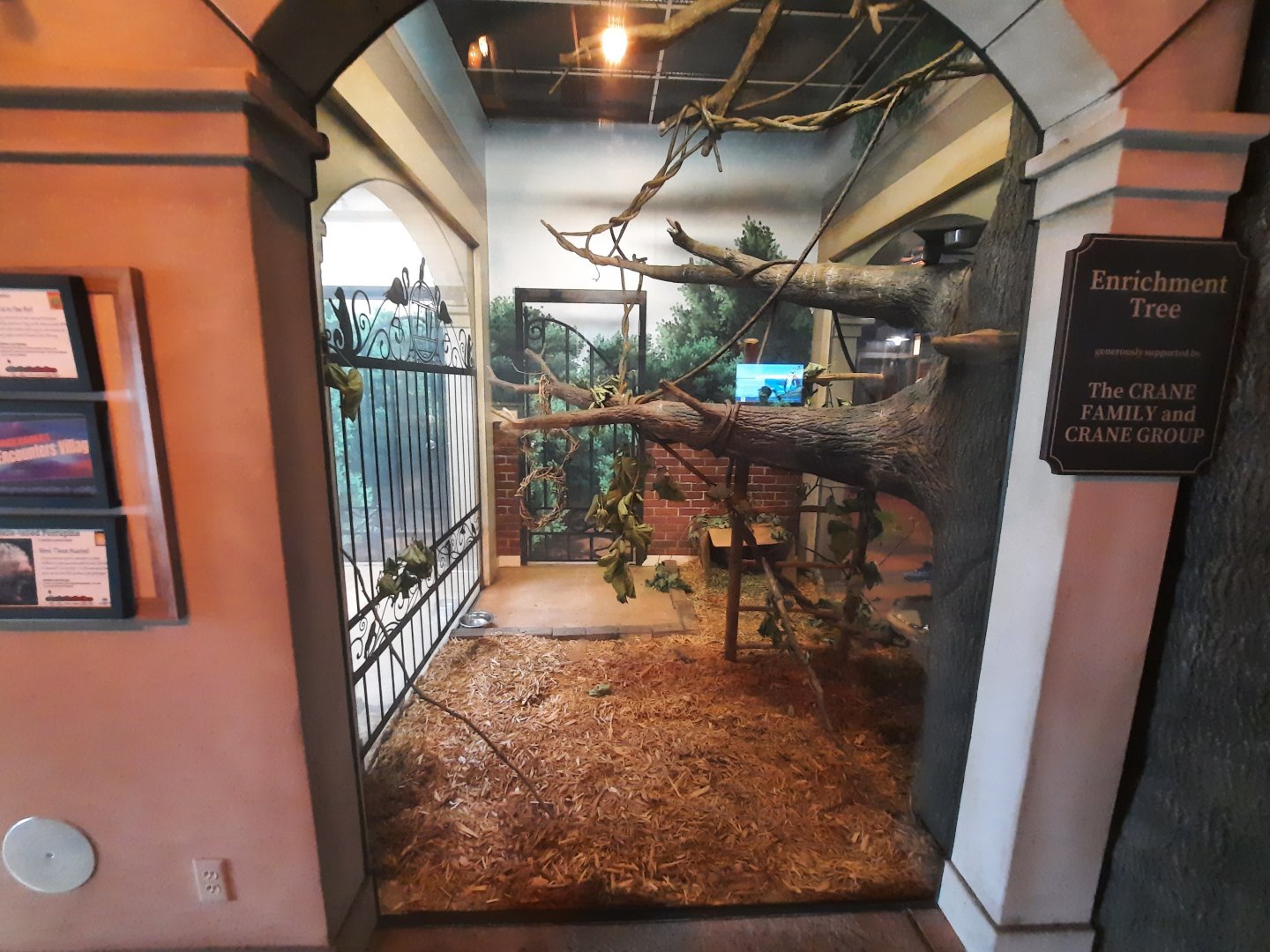 Prehensile Tailed Porcupine Exhibit