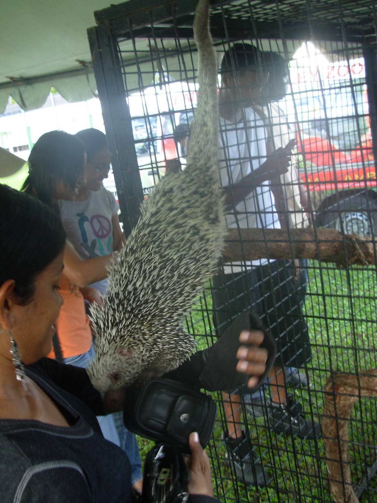 Prehensile-tailed porcupine (I spent time petting this inquisitive creature