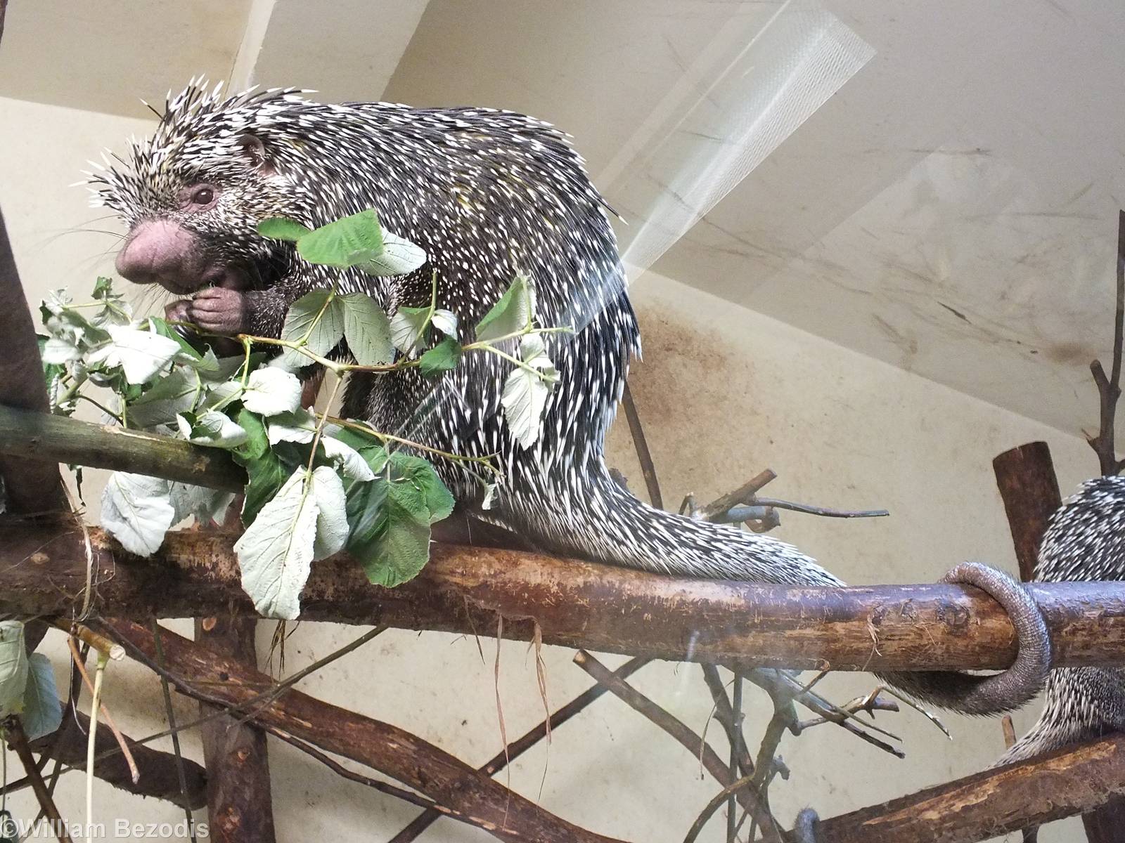 Prehensile-tailed Porcupine in 'Amazonia'