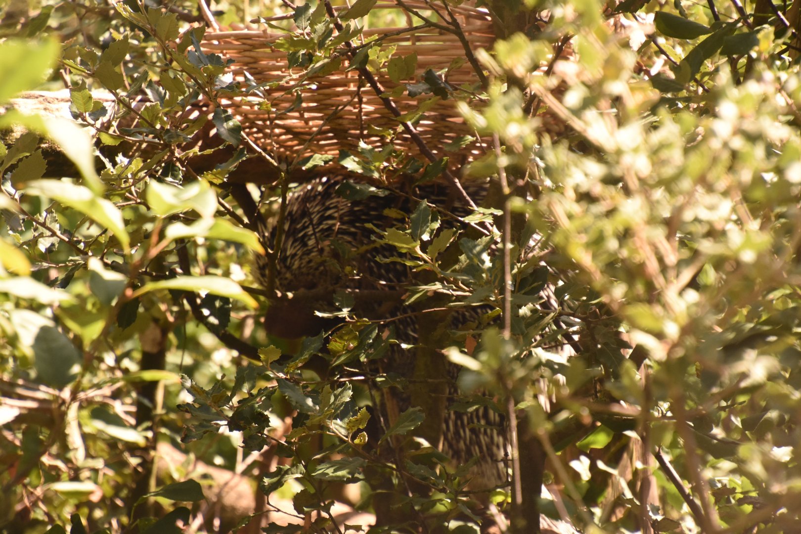 Prehensile-tailed Porcupine in natural habitat