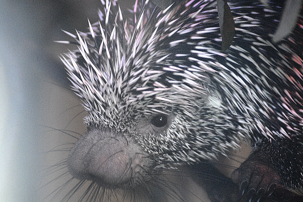 Prehensile-Tailed Porcupine - Longleat 2024