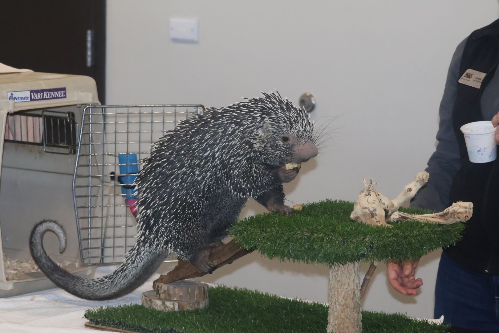 Prehensile Tailed Porcupine (program animal)
