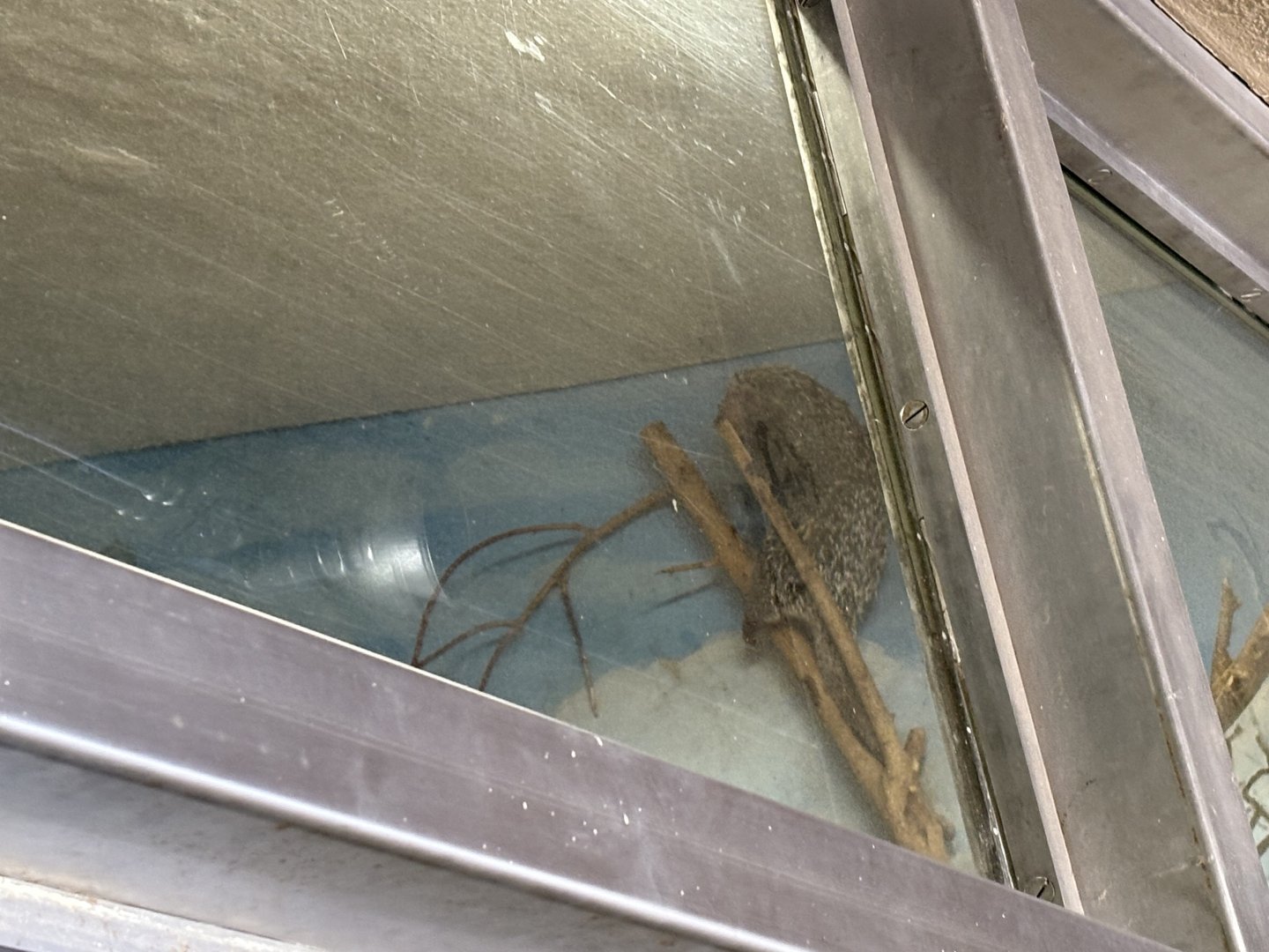 Prehensile-Tailed Porcupine - Seen on January 26th, 2025