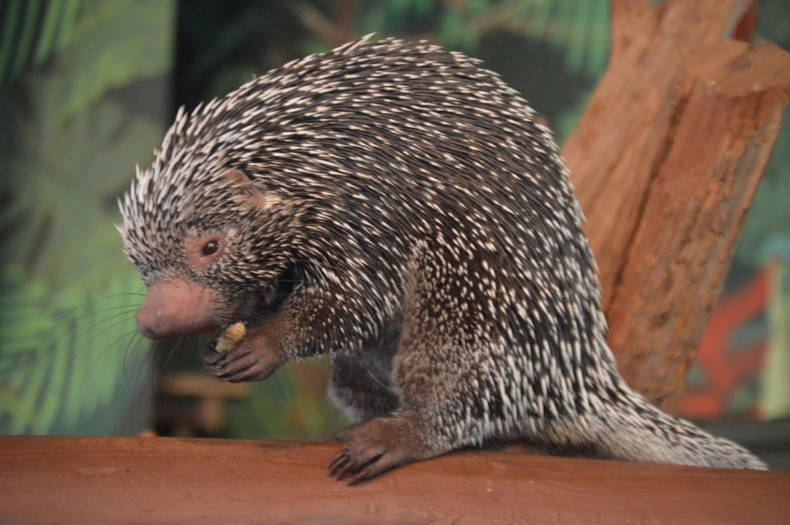 Prehensile-Tailed Porcupine Species ID