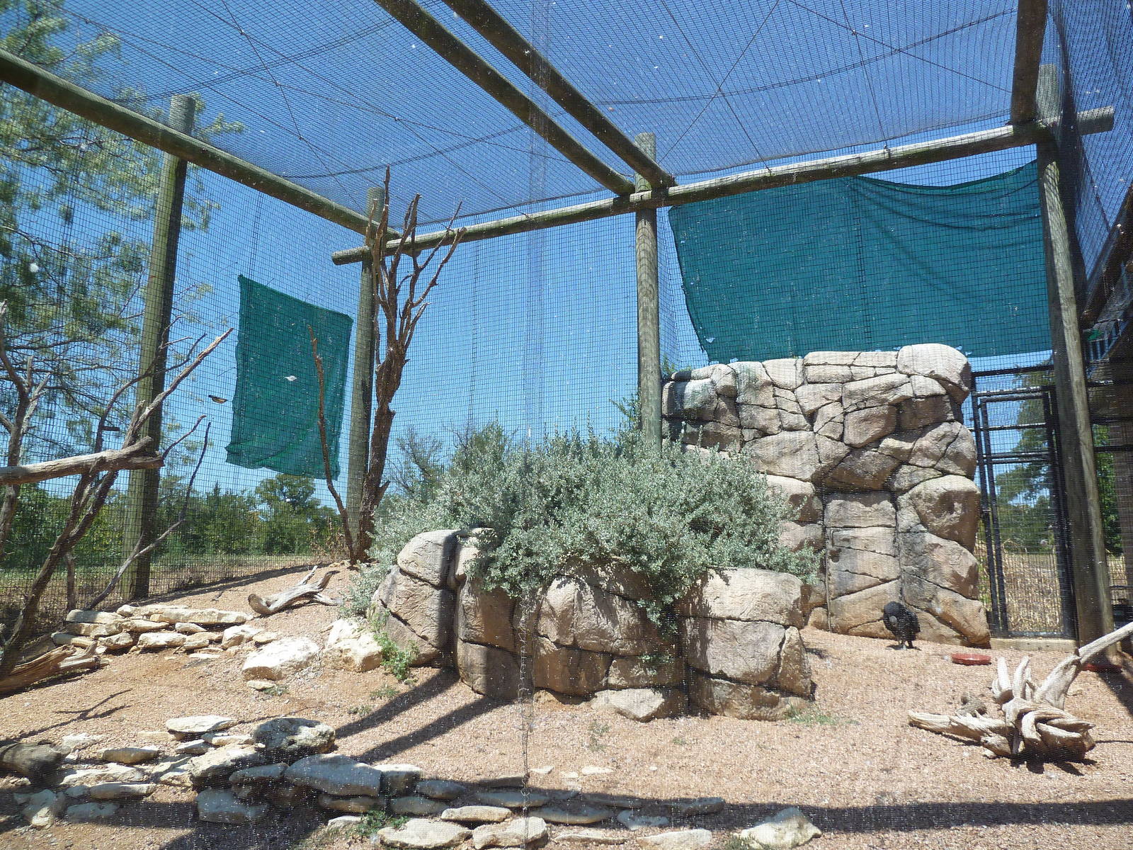 Prehensile-Tailed Porcupine/Turkey Vulture/Black Vulture/Mourning Dove Exhi