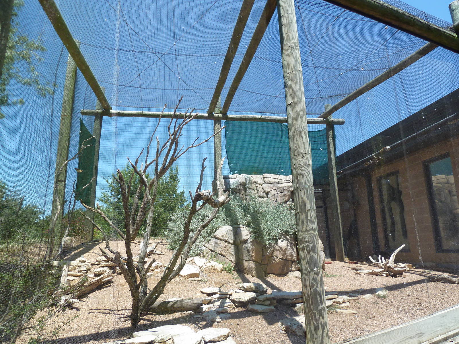 Prehensile-Tailed Porcupine/Turkey Vulture/Black Vulture/Mourning Dove Exhi