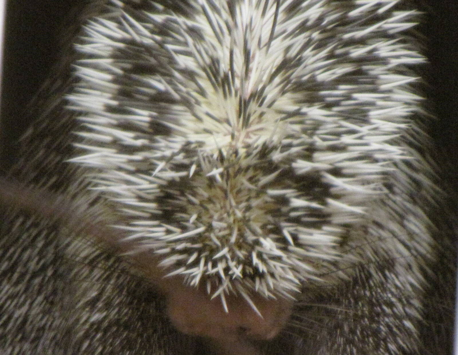 Prehensile-tailed Porcupine