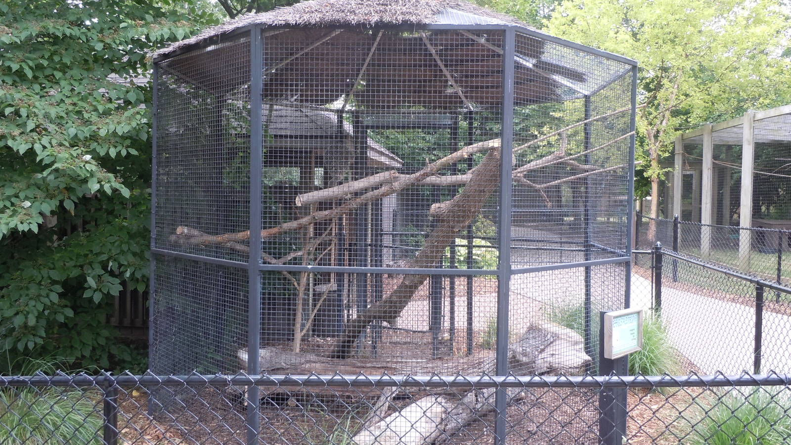 Prehensile Tailed Porcupine