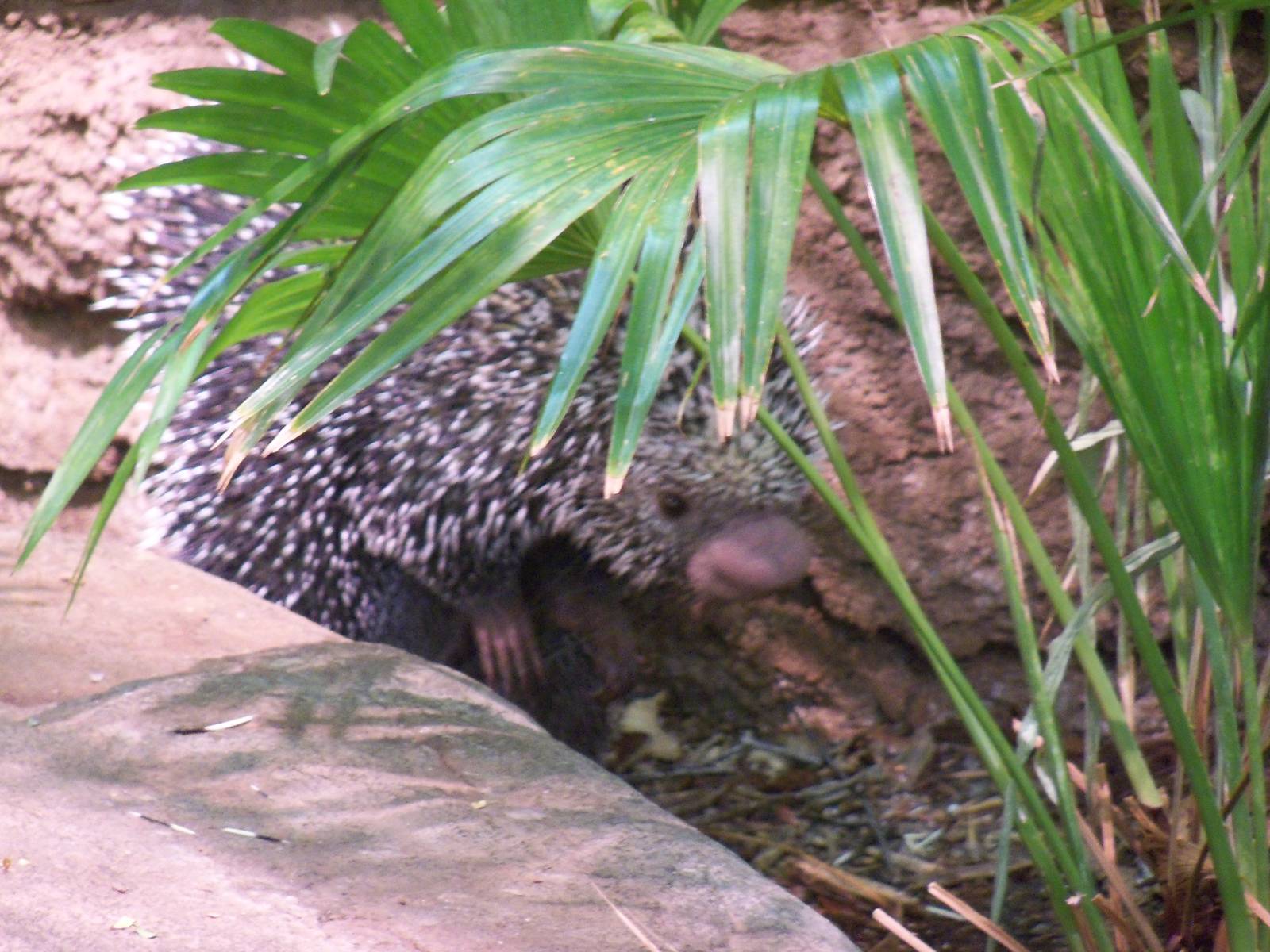 Prehensile-Tailed Porcupine