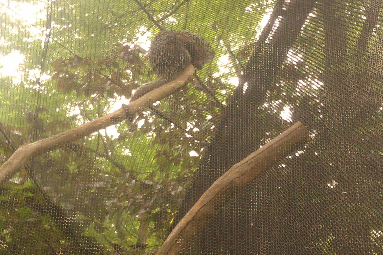 Prehensile tailed Porcupine