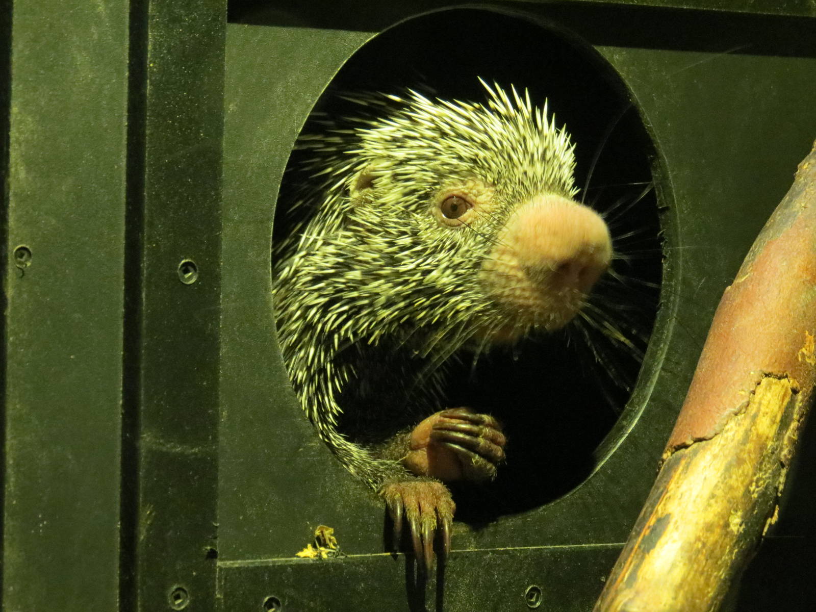 Prehensile-tailed porcupine