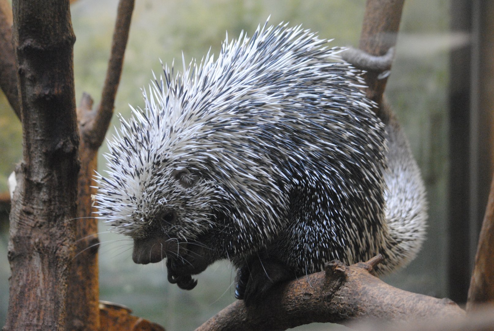 Prehensile-tailed Porcupine